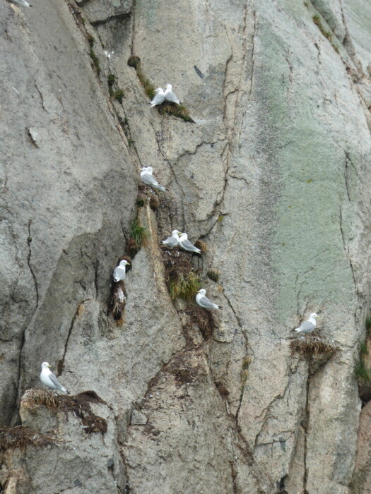 Birds in the steep coast