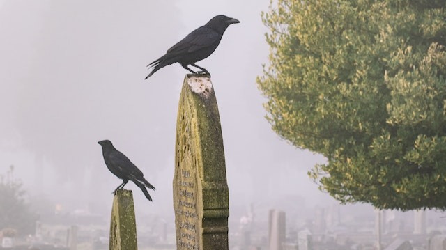 Black birds sitting on tomb stones