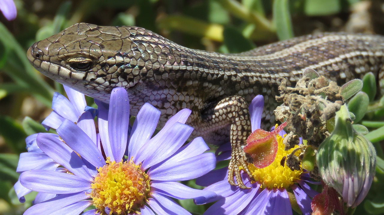 South African Cape Skink by Prosthetic Head (Own Work), CC BY-SA 4.0