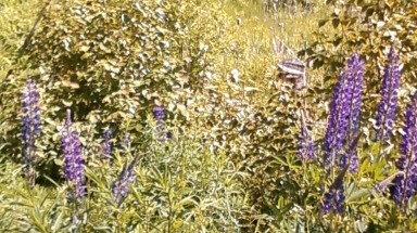 in backyard