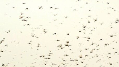 Locust a form of  grasshopper