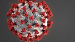 A coronavirus