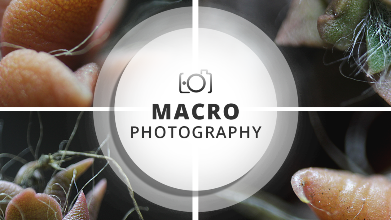 Session #1 Macro Photography | Rhino little tongues :P