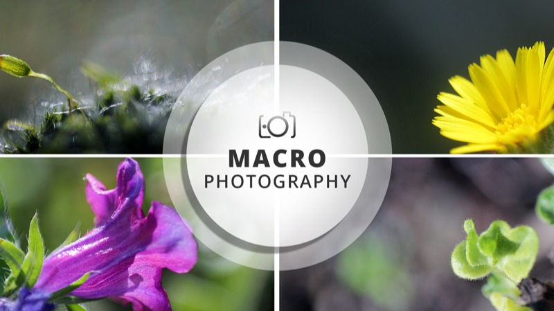 Macro Photography Session | Random native subjects #2