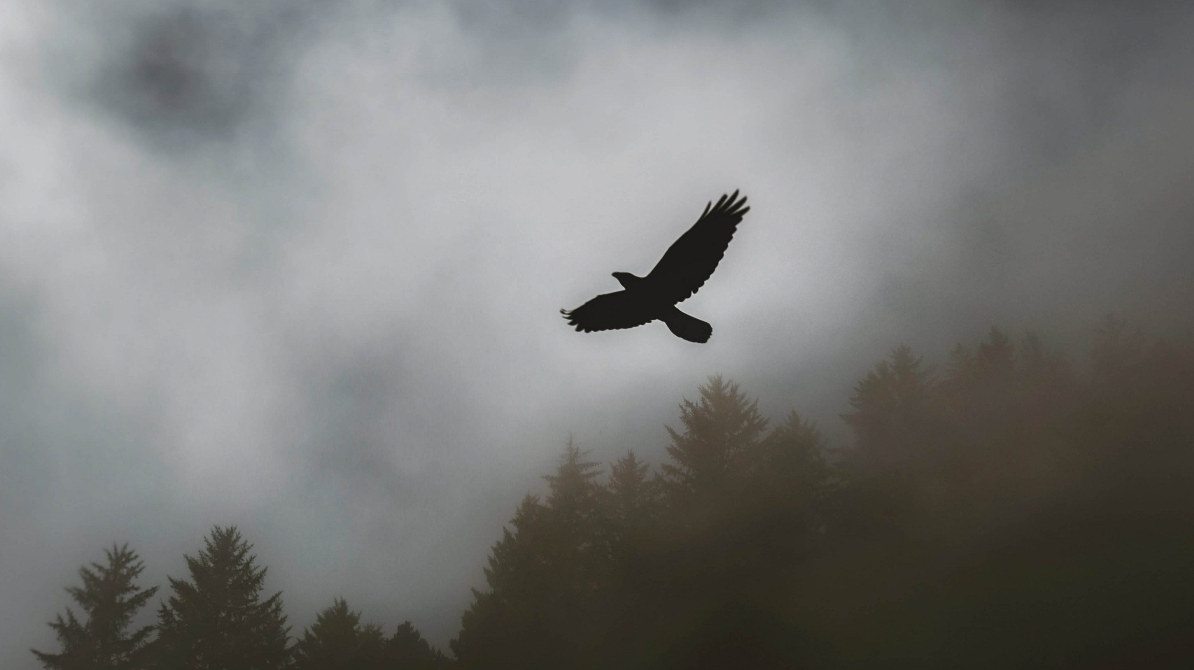 Птицы в тумане. Город в тумане. Небо вид с самолета. Мгла атмосферное явление. Мгла атмосферное явление.