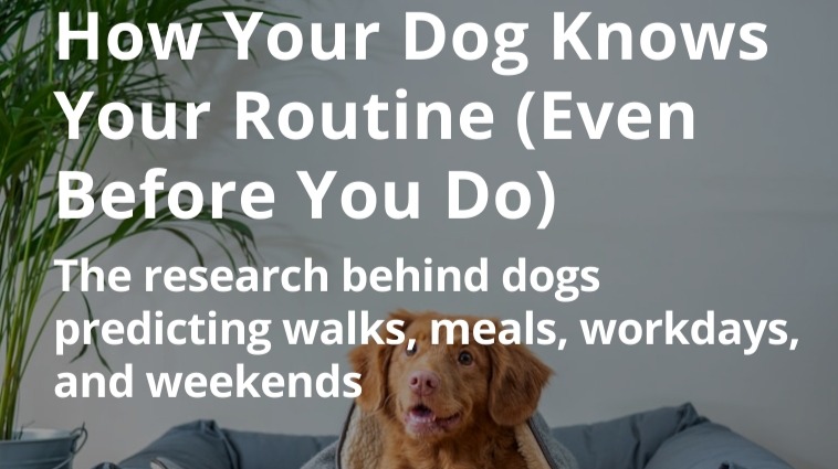 How Your Dog Knows Your Routine (Even Before You Do)