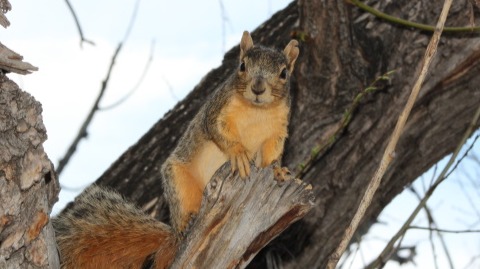 Friendly Squirrel