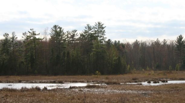 Documenting a walk through and around a lakeside bog with pictures of the sites &amp; wildlife found along the way