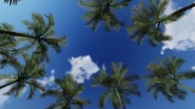 growing high as the sky