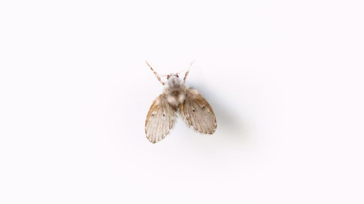 Small Psychodidade on a white surface