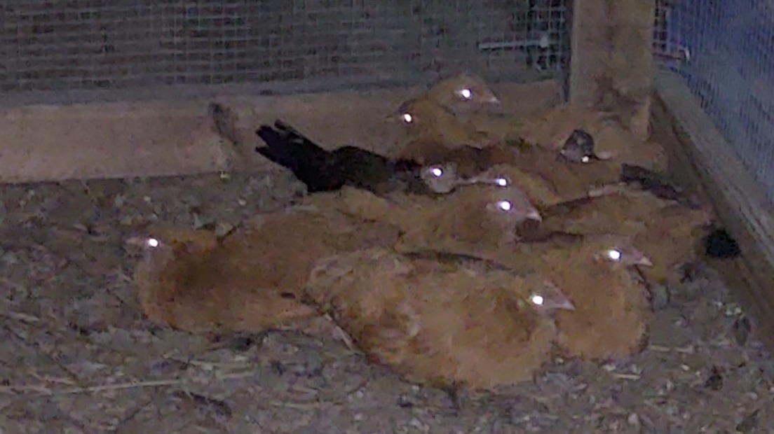 My Rural King special Buff Orphington chickens