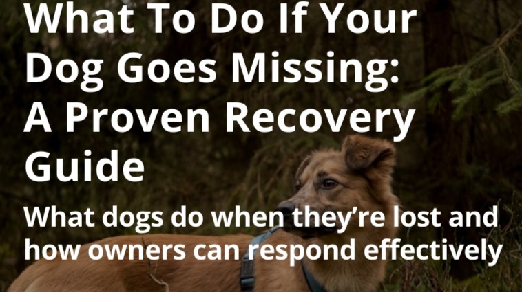 What To Do If Your Dog Goes Missing: A Proven Recovery Guide