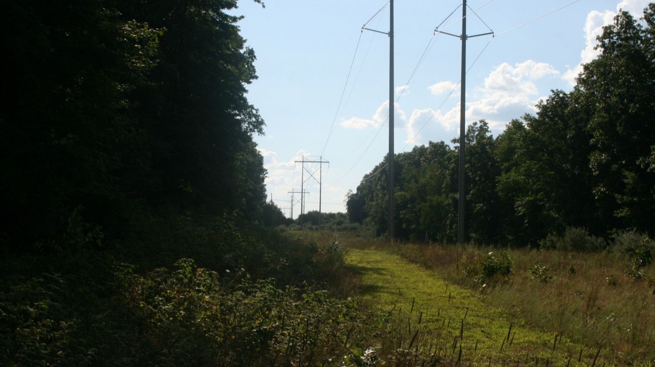 Documenting a variety of summer plants and animals found in the meadows and wetlands of western Michigan, USA