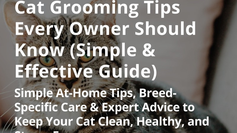 Photo inspiration: Picture Idea: Cat Grooming Tips Every Owner Should Know Simple Effective Guide