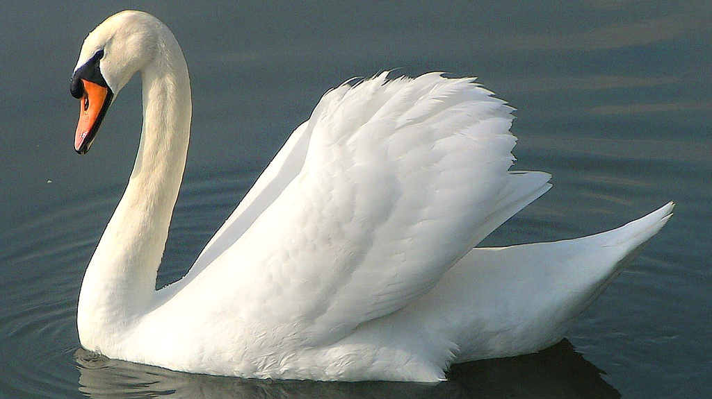 Le cygne (The Swan) by Camille Saint-Saëns 