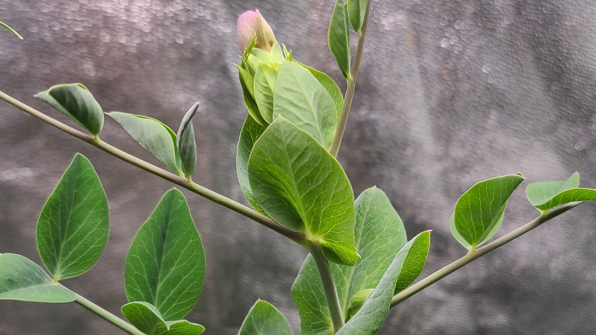 Pea plants first blossom