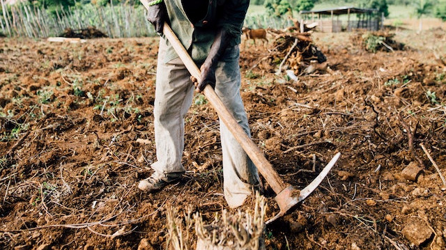 Photo of a man holding a pickaxe near a tree stump
