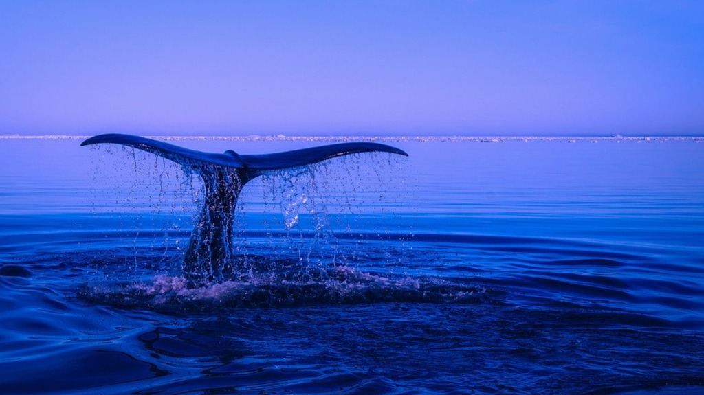 "Sea Ocean Water Humpback" by David Mark from Pixabay.