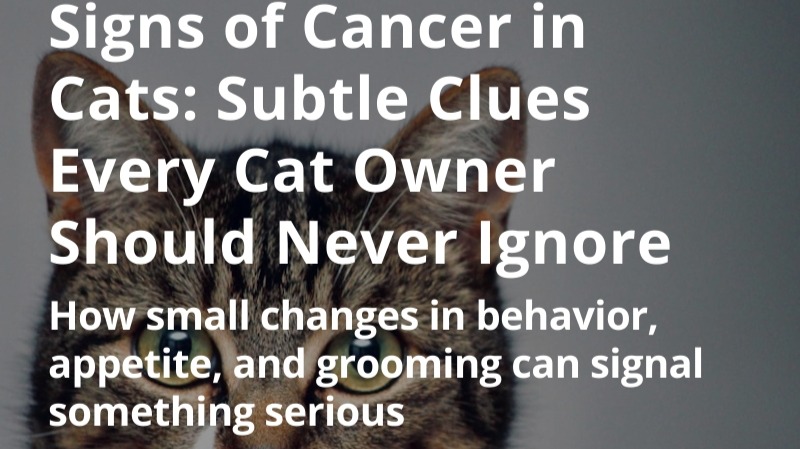 Signs of Cancer in Cats: Subtle Clues Every Cat Owner Should Never Ignore