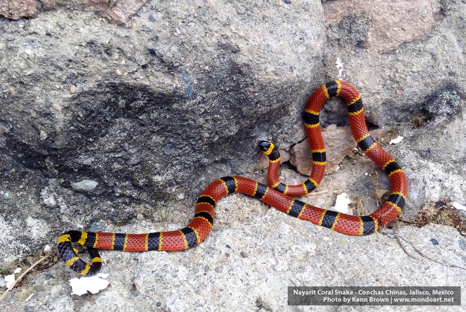 Nayarit Coral Snake