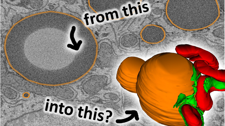 Etch A Cell