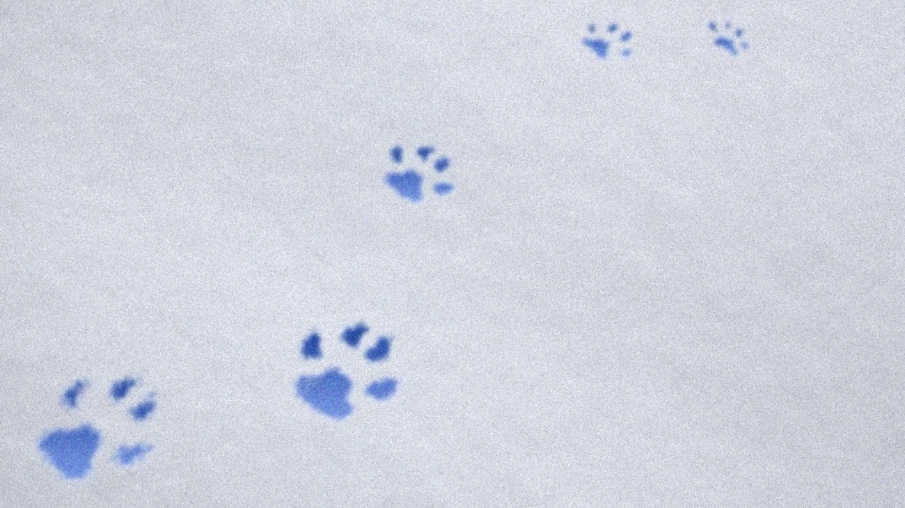 Noisy Gaussian Paws