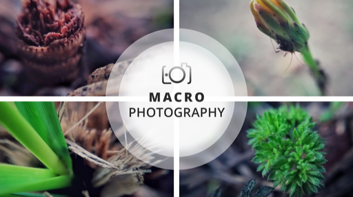 Macro Photography Session - Still life and living nature