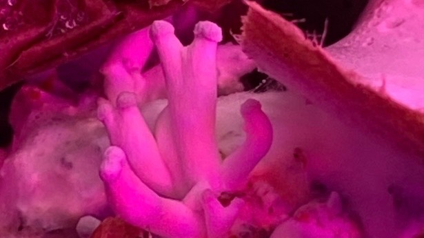 Fruiting Oyster Mushrooms