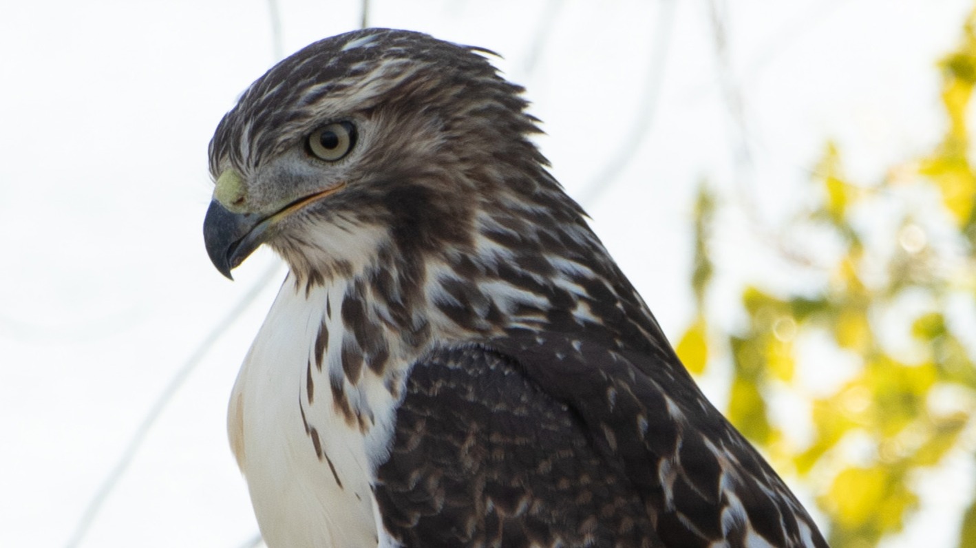 Hawk Face