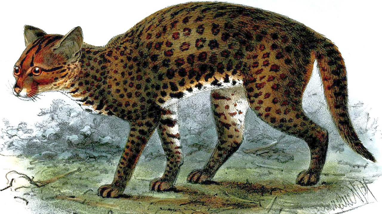 An African Golden Cat (from Wikimedia Commons), because reasons ...
