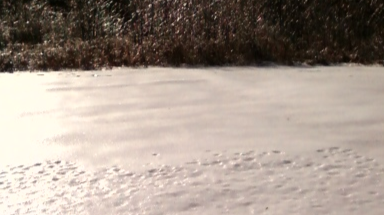 iceyard