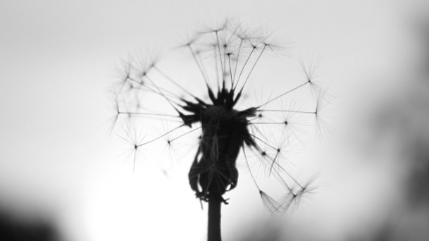 dandelion