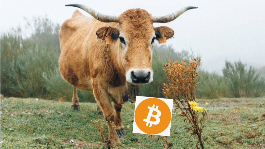 Bitcoin Bull