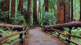 Redwood retreat