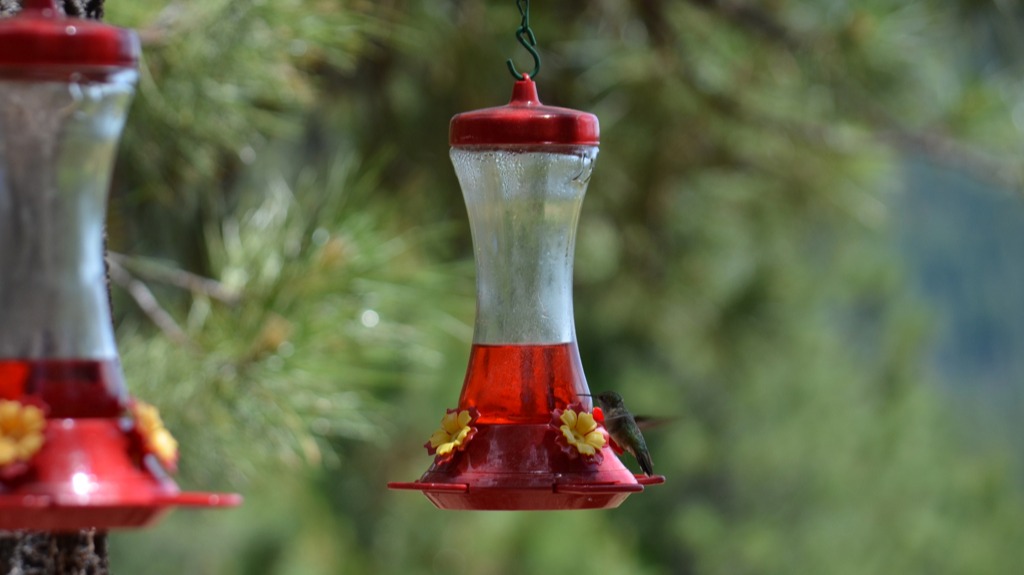Humming Bird