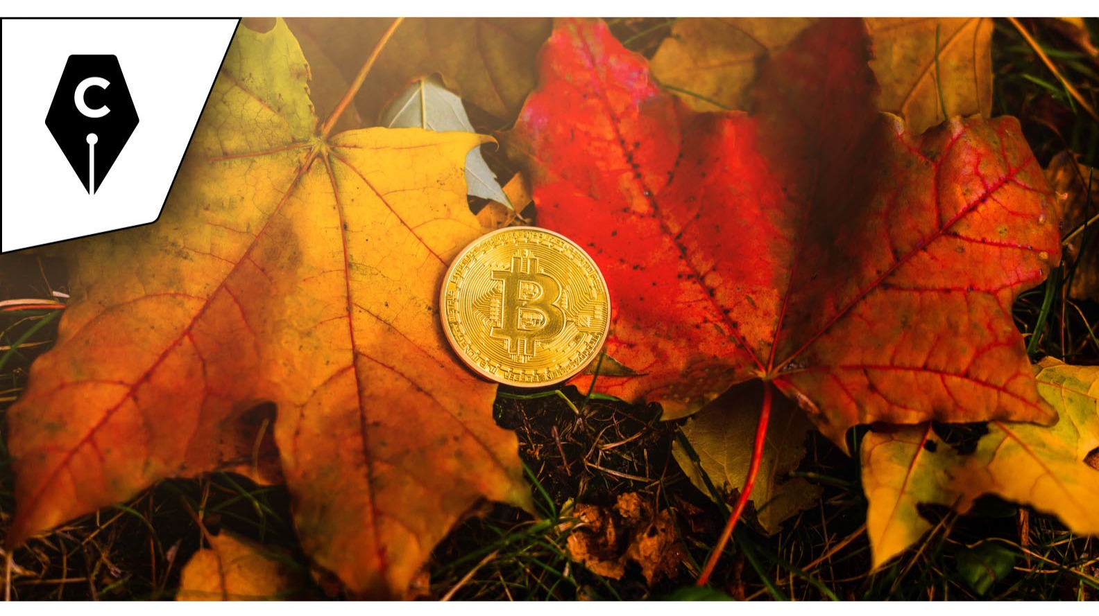 Adobe Stock Cryptowriter Branded Image Bitcoin in Fall Leaves