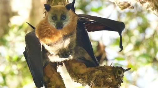Bat