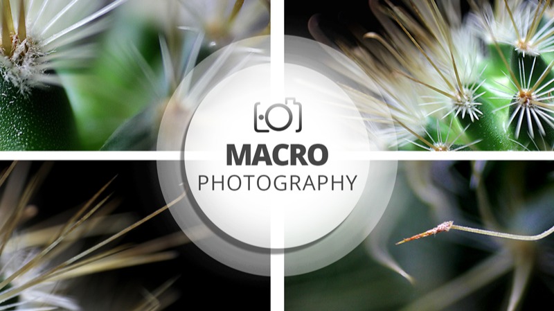 Macro Photography Session | Cacti and their thorny dimensions