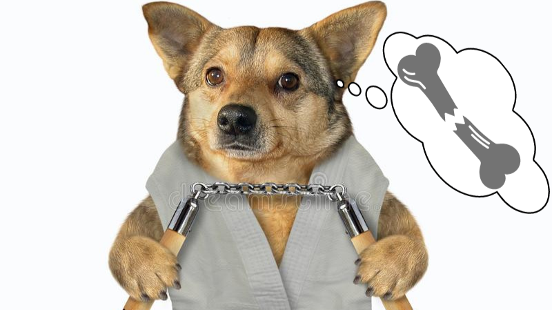 An aggressive dog with nunchakas and dressed in a kimono thinks of breaking bones.