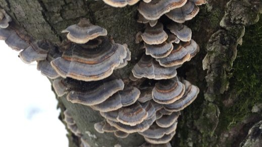 Trametes versicolor (Turkeytail fungus)