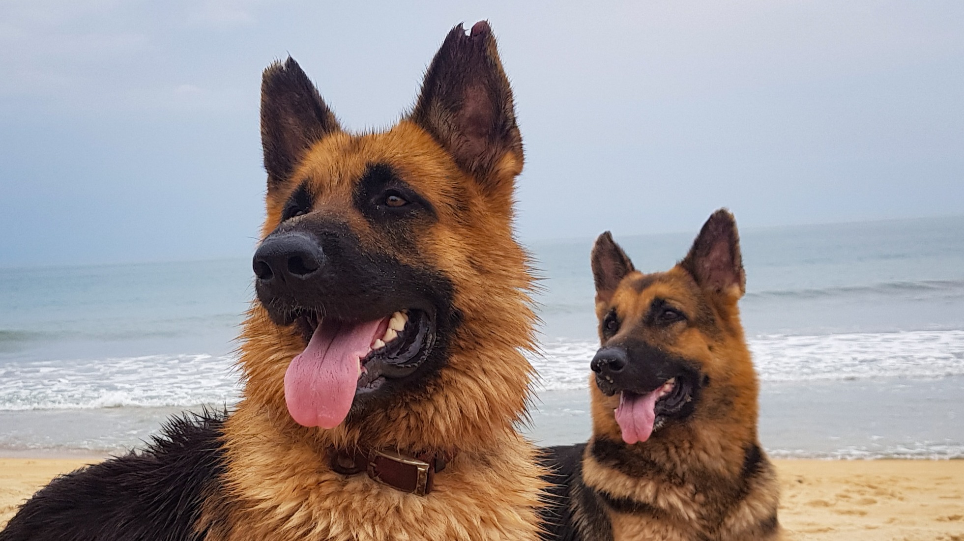 Dogs enjoying a sunny day
