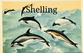 Shelling