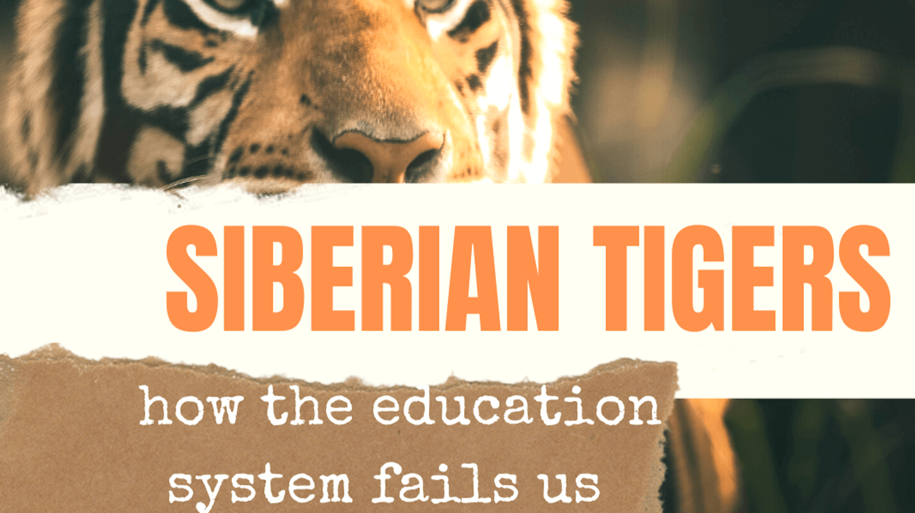 image of Siberian tiger with overlay text reading Siberian tigers how the education system fails us