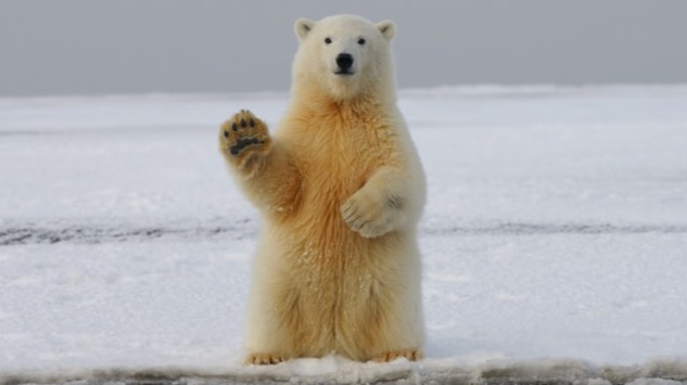 Bear