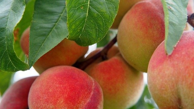 peaches