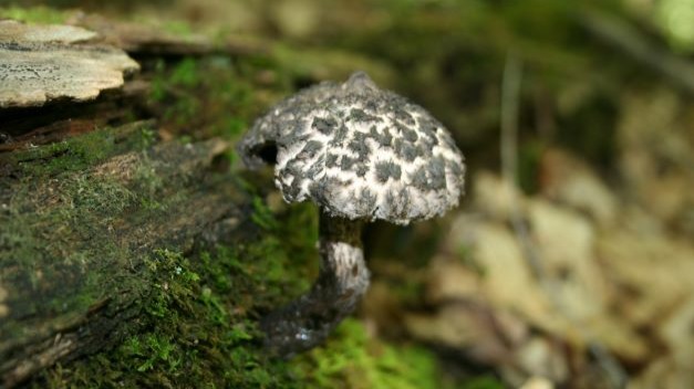 Documenting a walk in the forest and the many beautiful fungal species found along the way