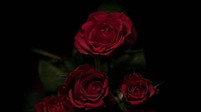 Roses in the dark (Pinterest)