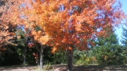 fall