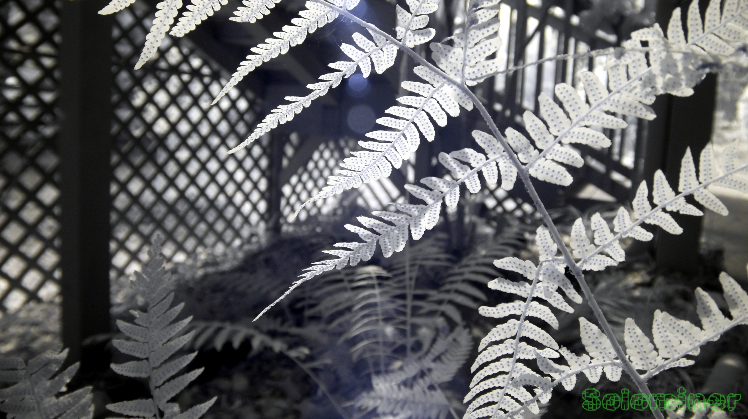 Plants in the garden Infrared Photography