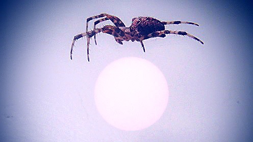 spider